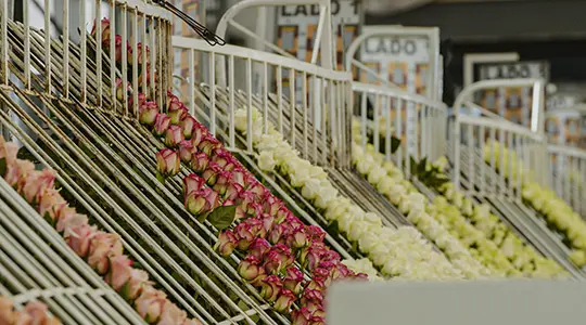 fiorentina-flowers-540x300